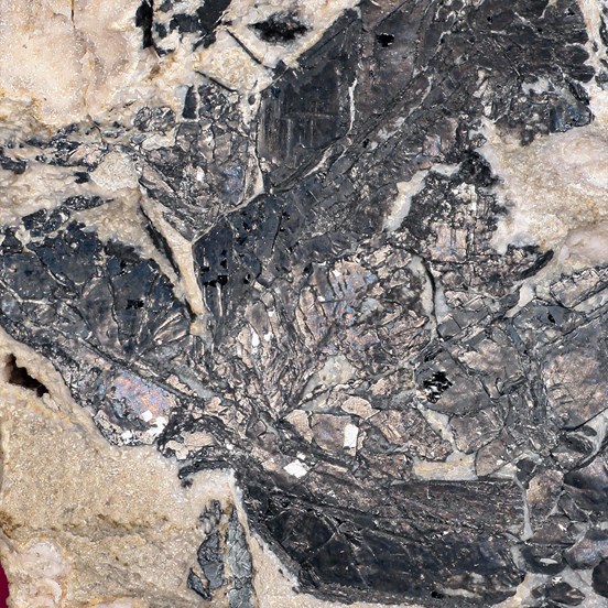 Nagyagite-Sacarîmb | Nagyág |  Deva | Alba Co. | Hunedora | Transylvania | Romania