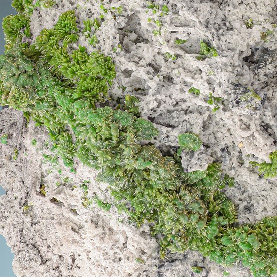 Pyromorphite-St. Salvy | Castres | Tarn | Occitanie | France