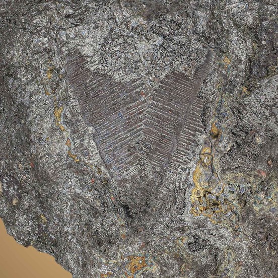 Rammelsbergite-Měděnec near Jachymov | Krušné Hory | Karlovy Vary Region |  Czech Republic