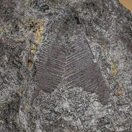 Rammelsbergite-Měděnec near Jachymov | Krušné Hory | Karlovy Vary Region |  Czech Republic